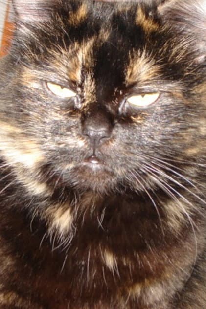 Gojira Cat