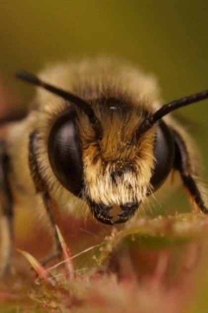 Buzz Bee