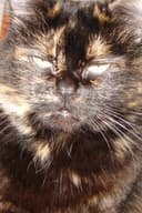 Gojira Cat