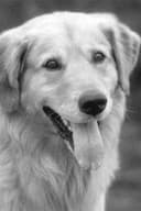 Buddy