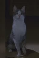 Bob the Cat