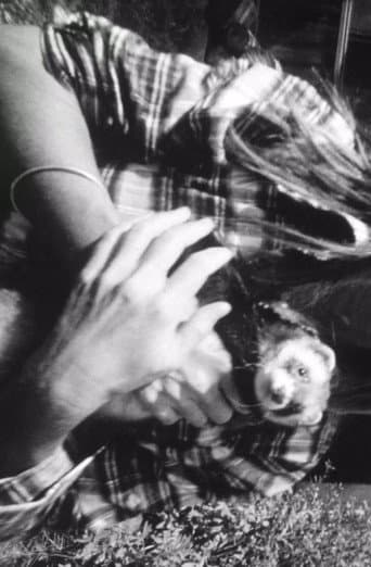Ferrett Film