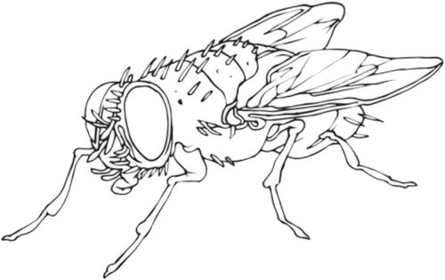 Flies Collective